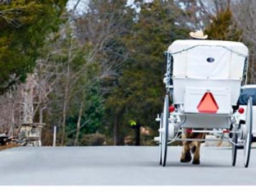 Atlanta’s Horse and Carriage Rides